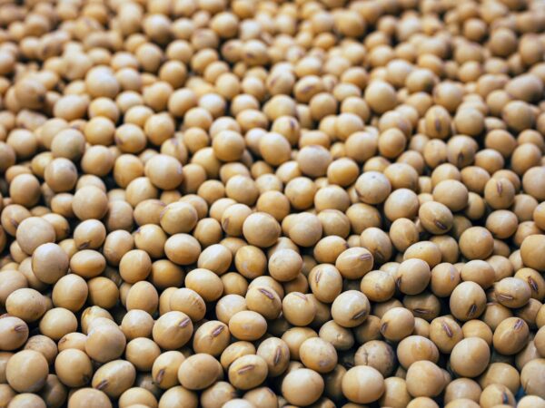 Soybean